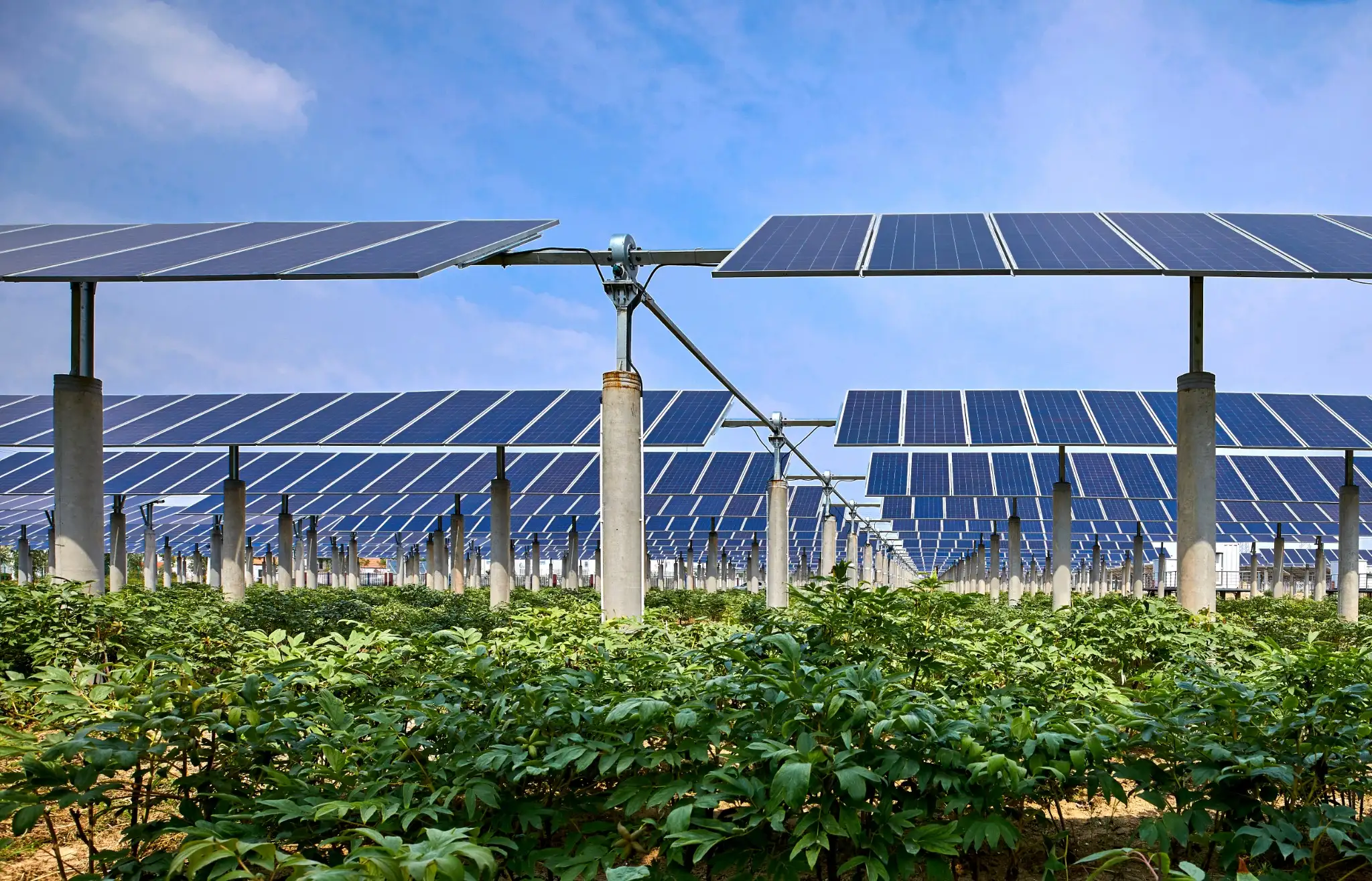 Agri-PV-Anlagen Agri-PV-Anlagen